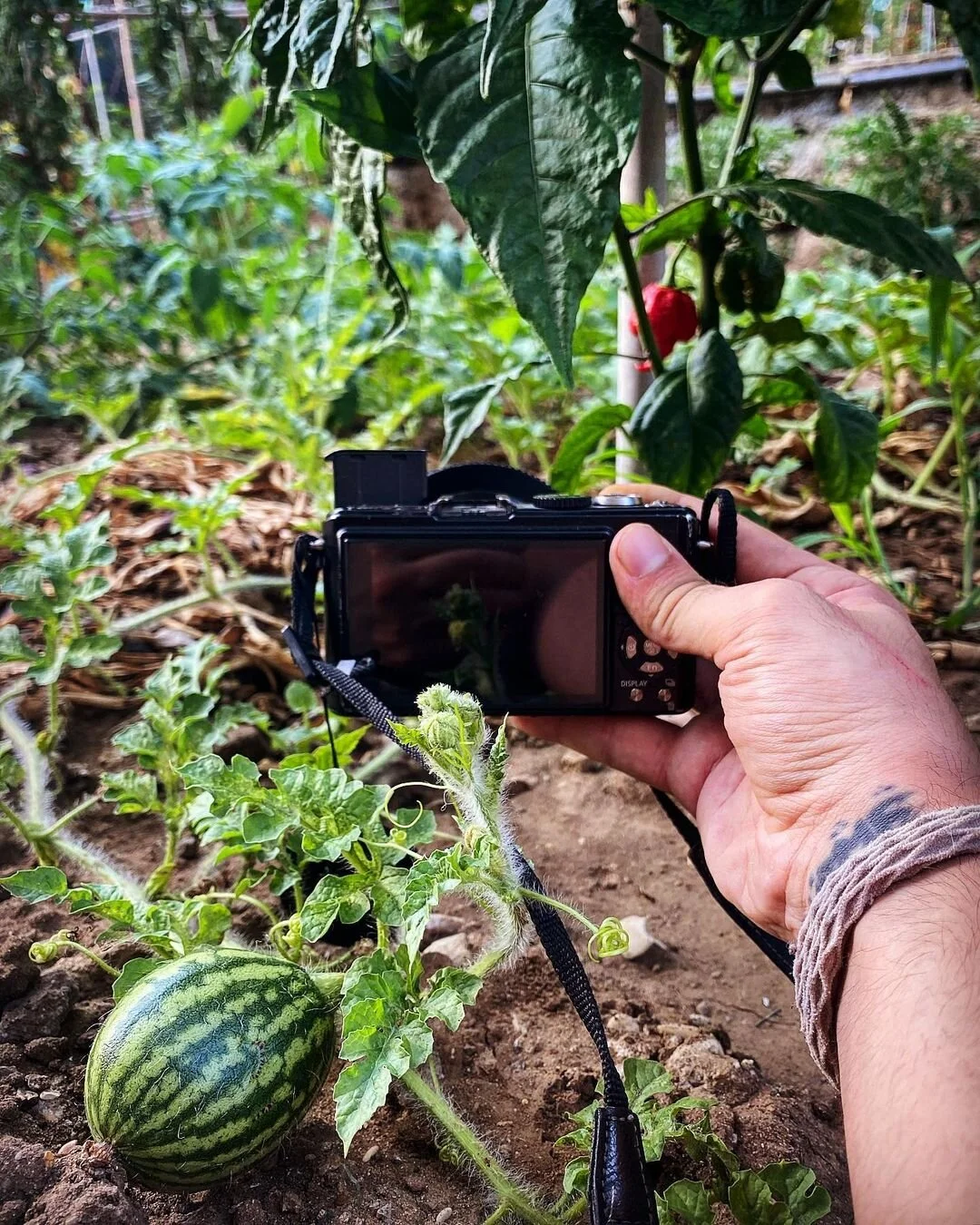 A person taking a photo of a small, striped watermelon in a garden with a digital camera. The garden has green plants, including a nearby pepper plant with a red pepper and broad dark green leaves.