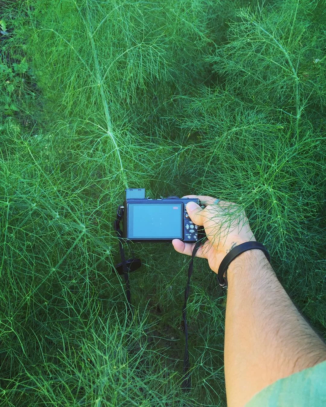 A person holding a camera in a field of green, leafy plants.