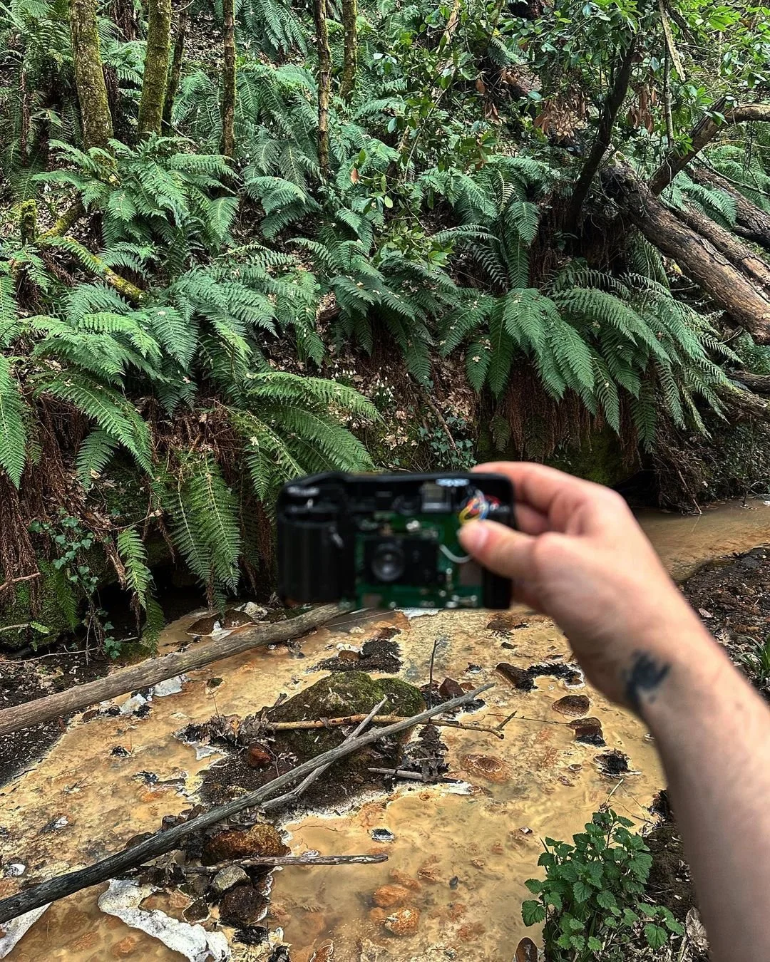 Person holding a camera near a muddy stream surrounded by lush green ferns and trees in a dense forest.