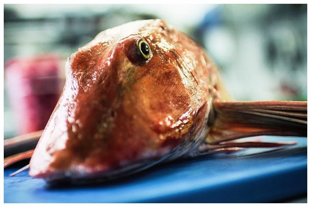 Close-up of a fish with reddish-brown scales and its eye visible, laying on a blue surface.