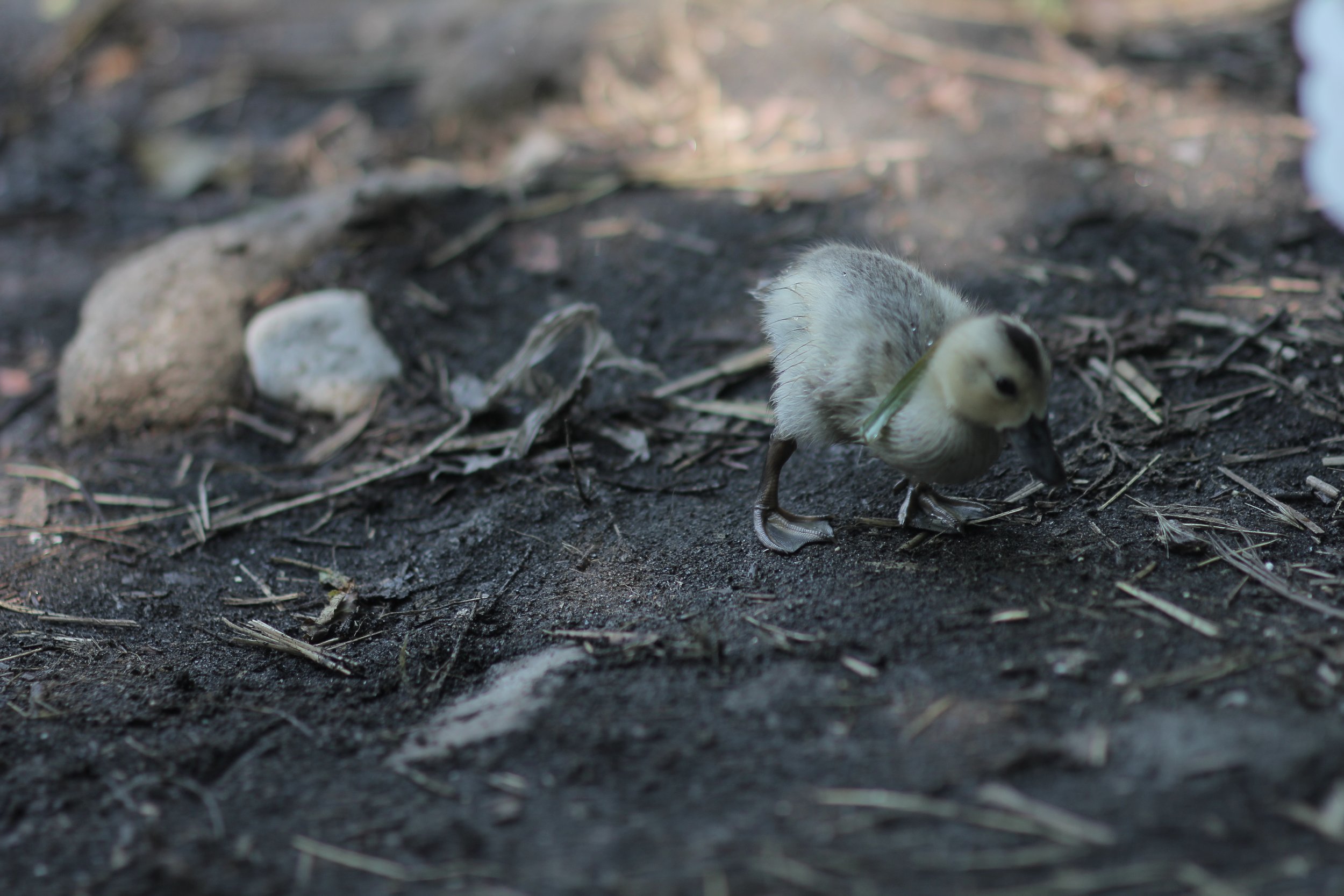 A small chick walking on dark soil among sticks and rocks.