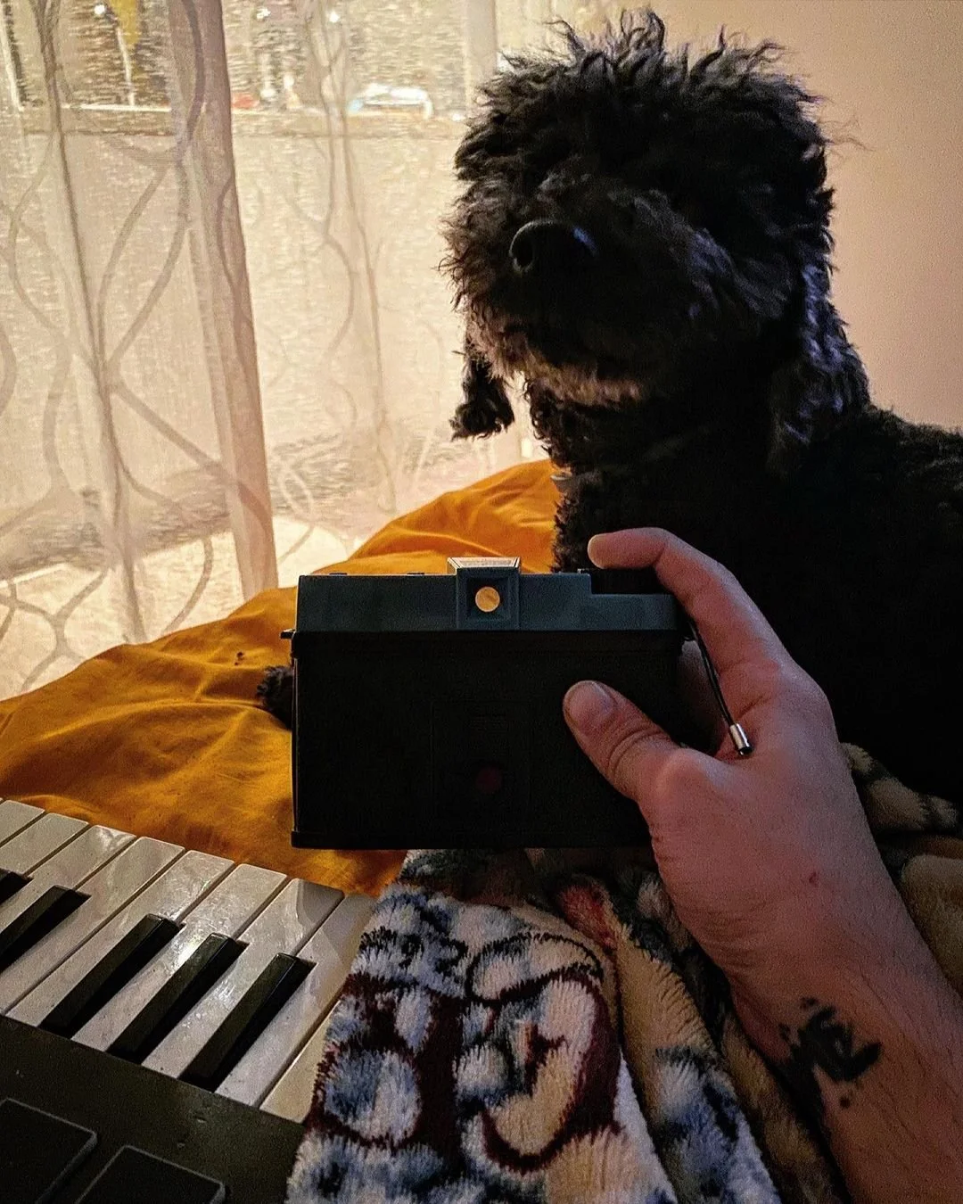 A black dog with curly fur sitting on a bed with yellow and patterned blankets, with a person's hand holding a camera in front of the dog and a keyboard in the foreground, near a window with lace curtains.