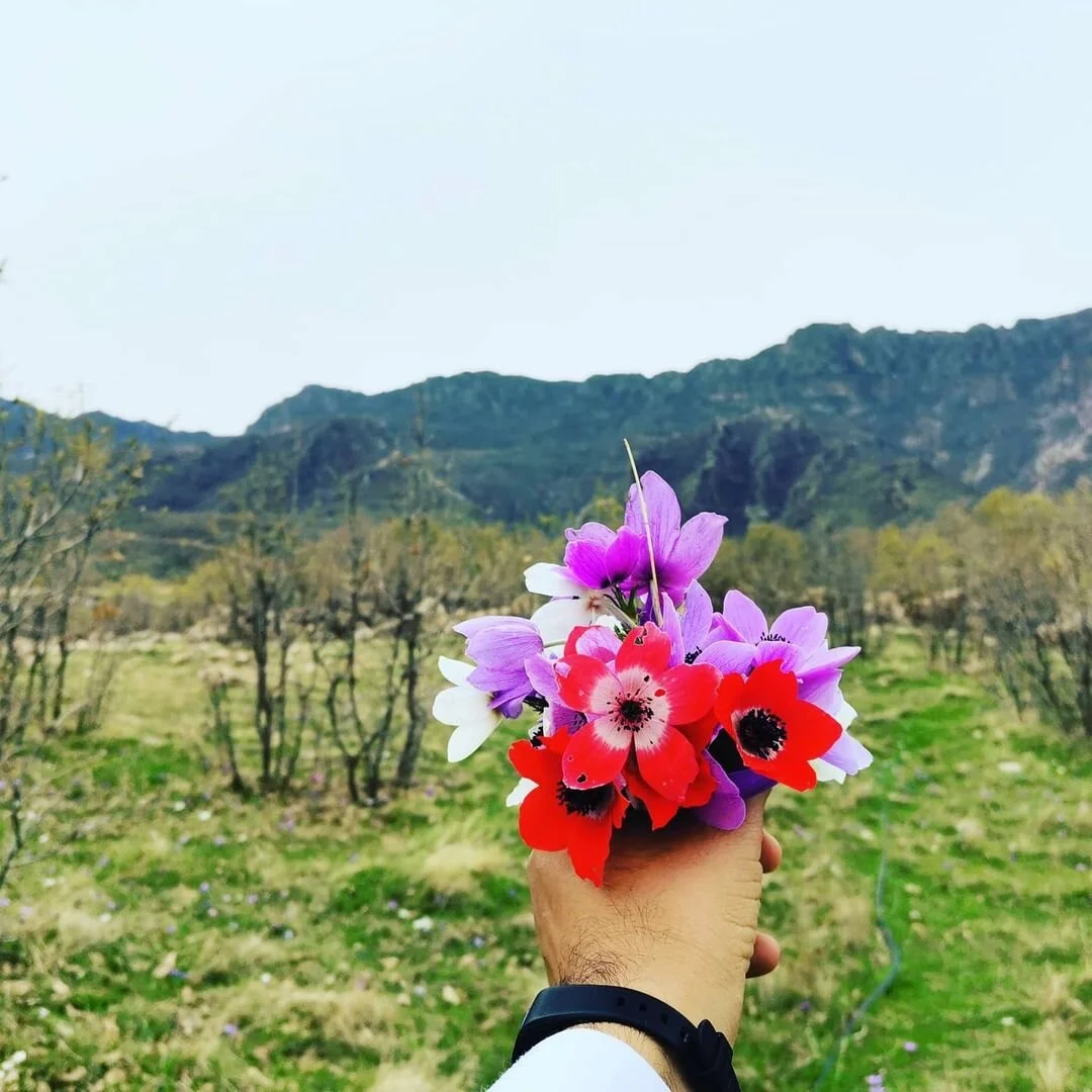 A hand holding a bouquet of colorful flowers against a mountainous landscape with trees and open fields.