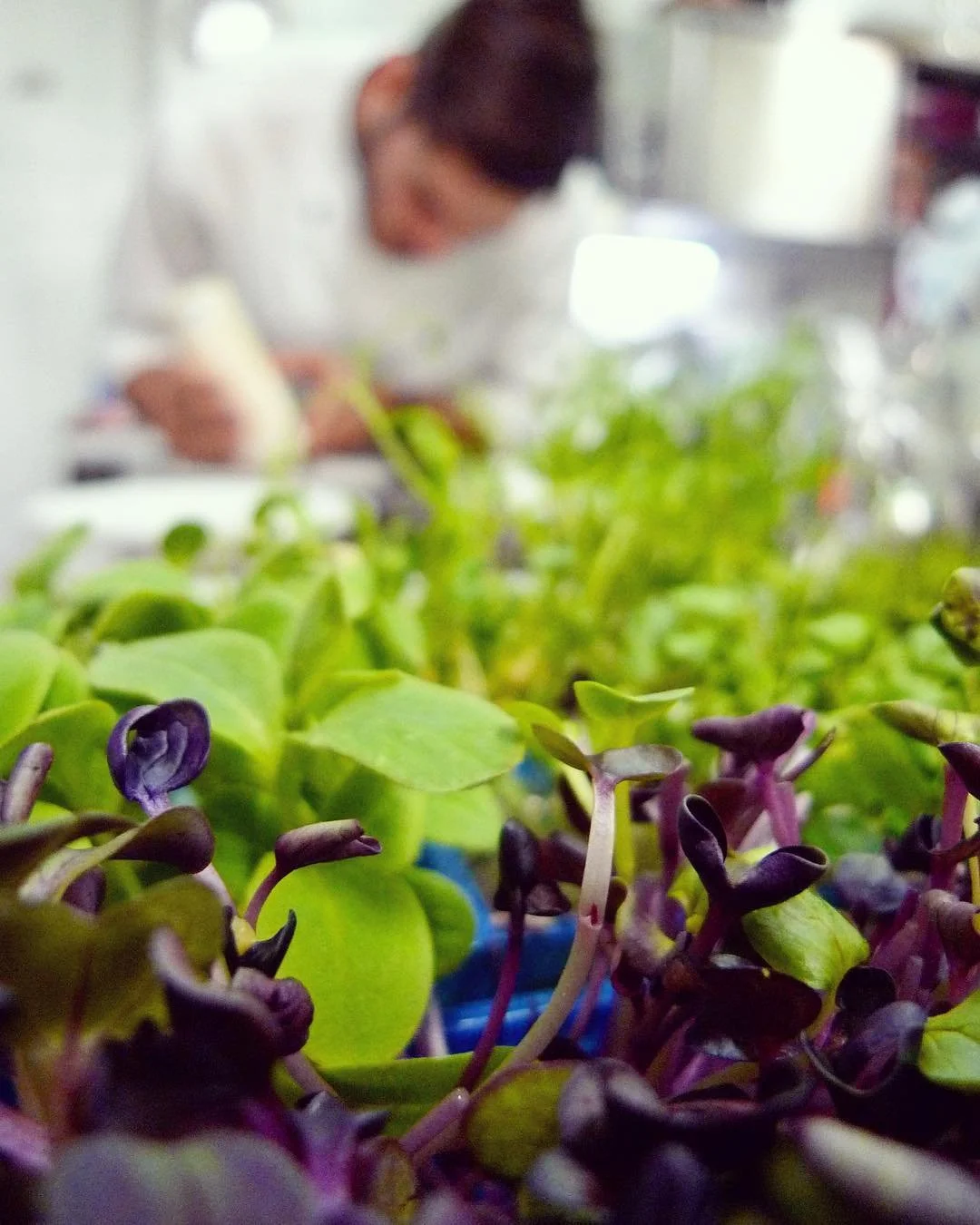 Close-up of green and purple microgreens with a blurred person working in the background.