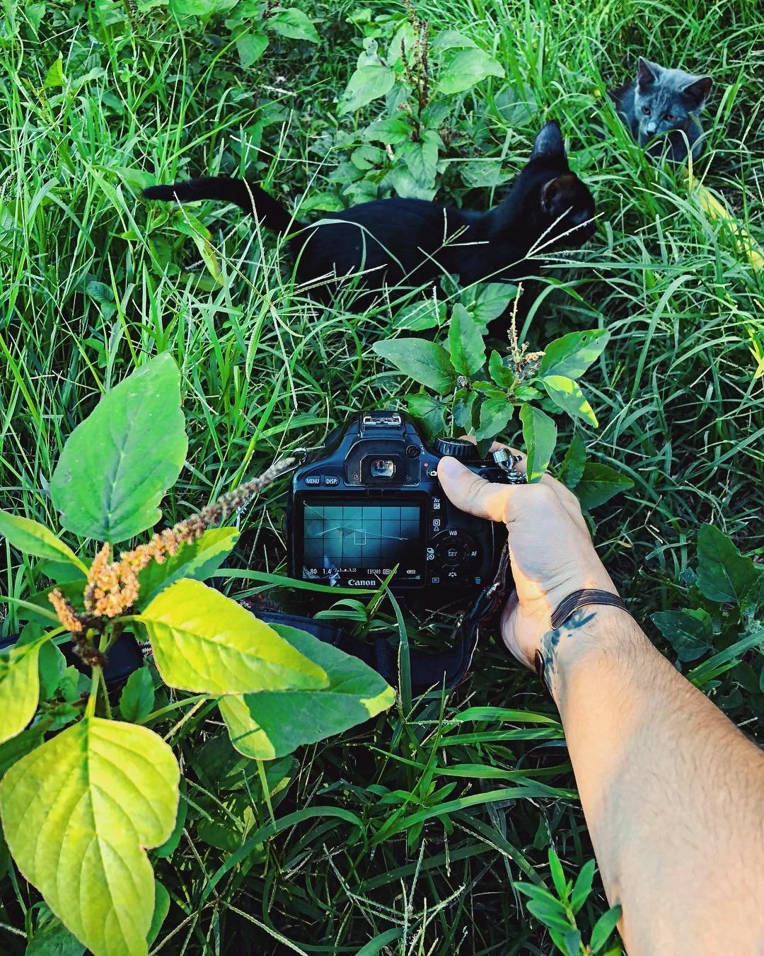 Photograph of a person taking picture of two cats in tall, lush green grass."