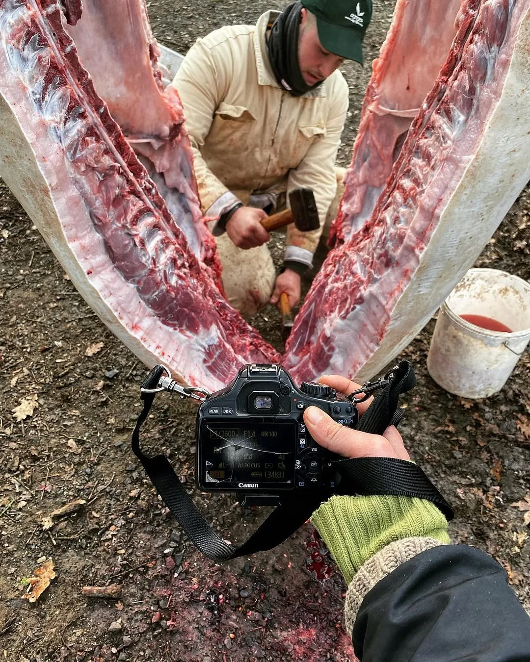 A person filming a man butchering a large animal outdoors, with the animal's carcass split open and exposed ribs, on muddy ground.