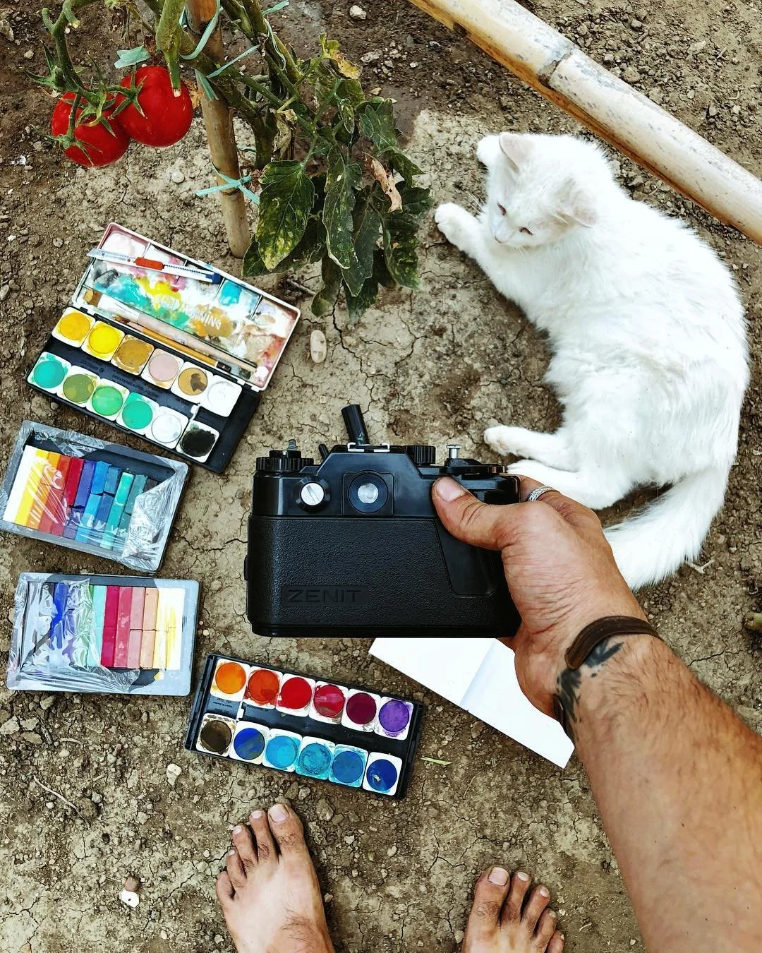 A person holding a camera taking a photo of a white cat lying on dirt ground next to a tomato plant, watercolor paint sets, and a pad of colorful sticky notes.