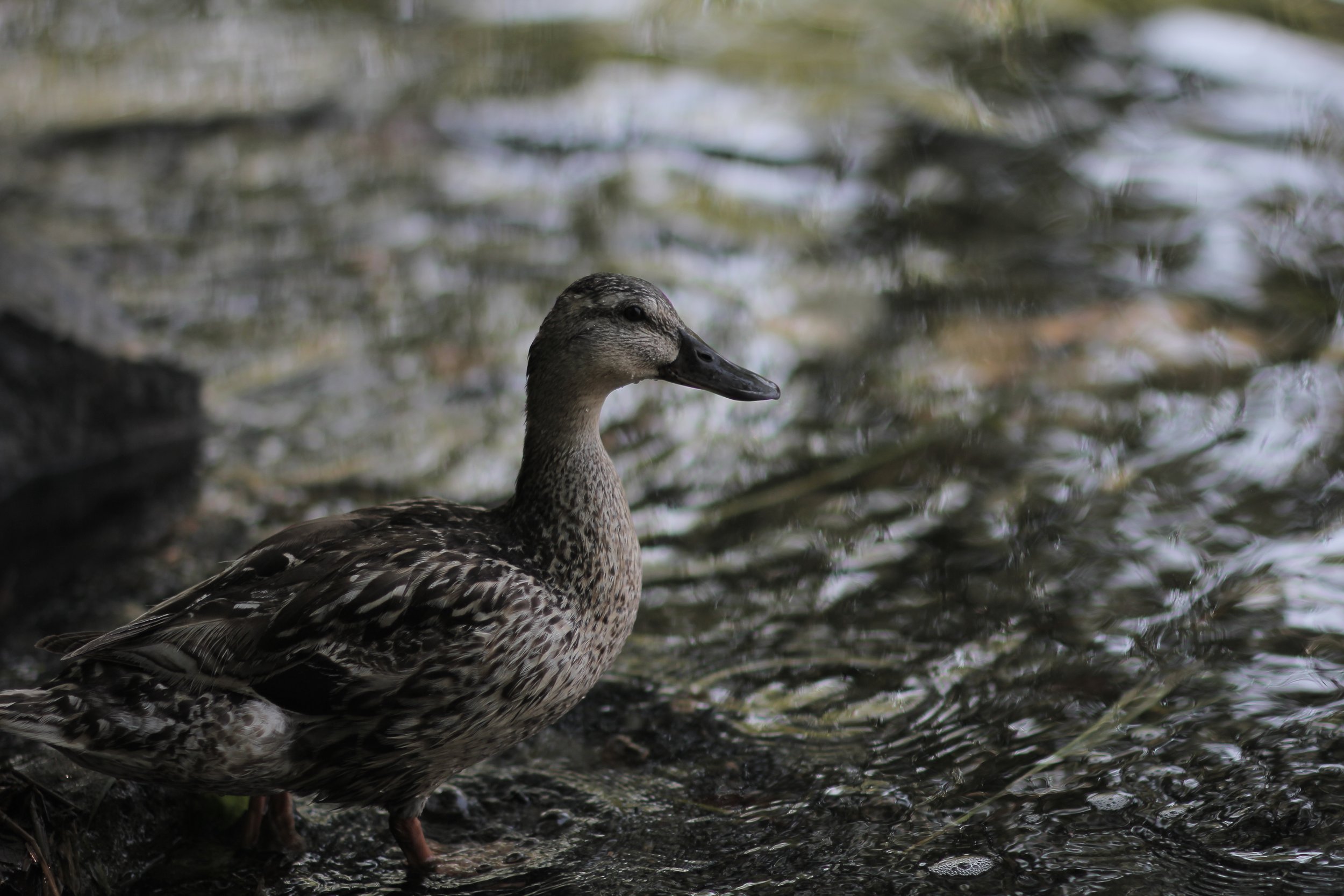 A duck standing in shallow water near the shore, with a blurred natural background.