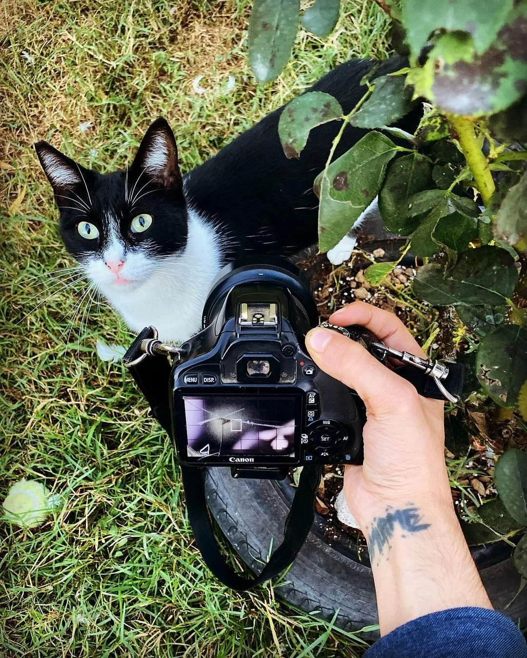 A black and white cat looking up at the camera, with a person holding a Canon camera directed at it. The scene is outdoors with grass and a potted plant.
