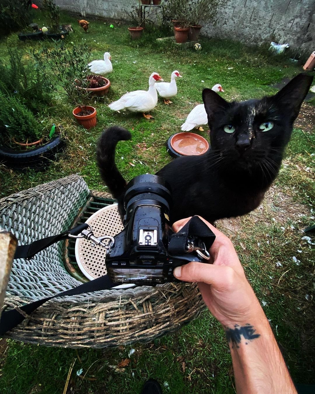 Person holding a camera in a garden with a black cat sitting on a wicker chair and white ducks walking on the grass.