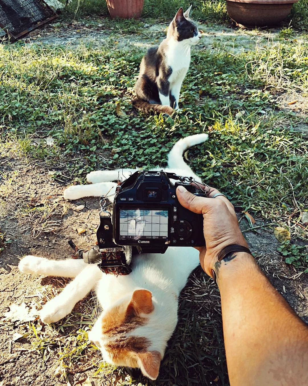 A white and orange cat lying on the ground with a camera resting on its belly, and a black and white cat sitting on grass nearby. A person's hand holding the camera is visible in the foreground.