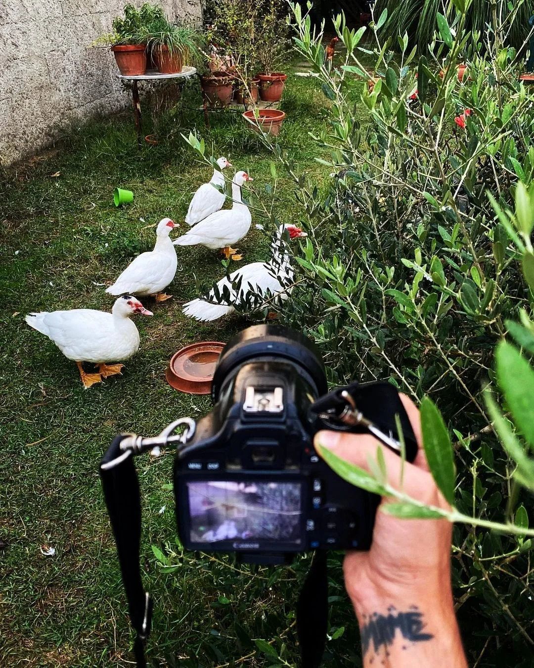 A camera held by a person taking a photo of five white ducks on a grassy yard, with plants and potted flowers in the background.