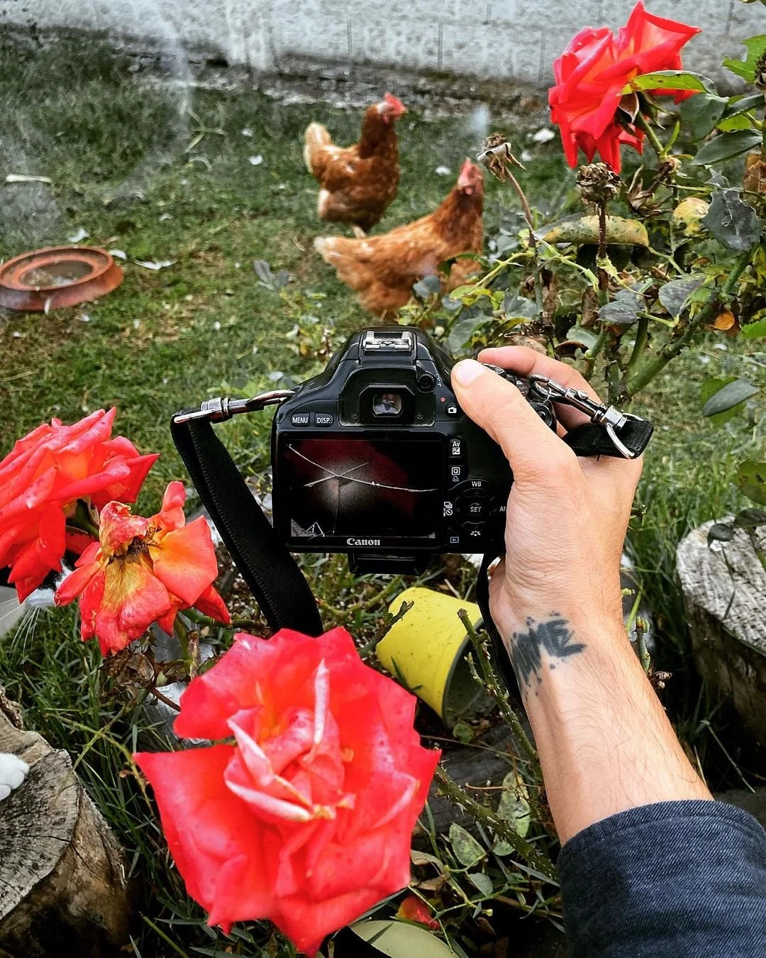 A person taking a photograph of chickens in a garden with red roses and greenery.