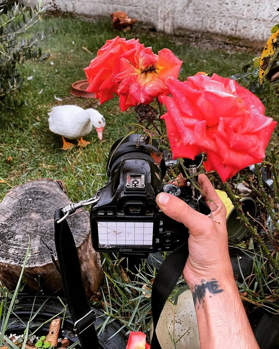 A person holding a DSLR camera aimed at pink roses in a garden, with a white bird on the grass nearby, a tree stump, and gardening items in the background.