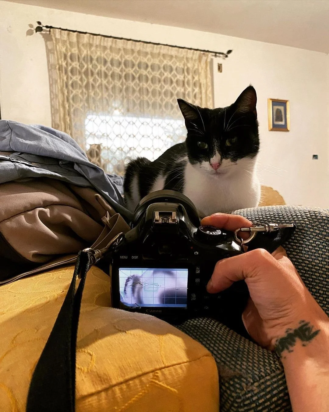 A black and white cat lying on a sofa, looking at a camera that is being held by a person with a tattooed arm. The camera screen shows a view of a mouse toy with a wire.