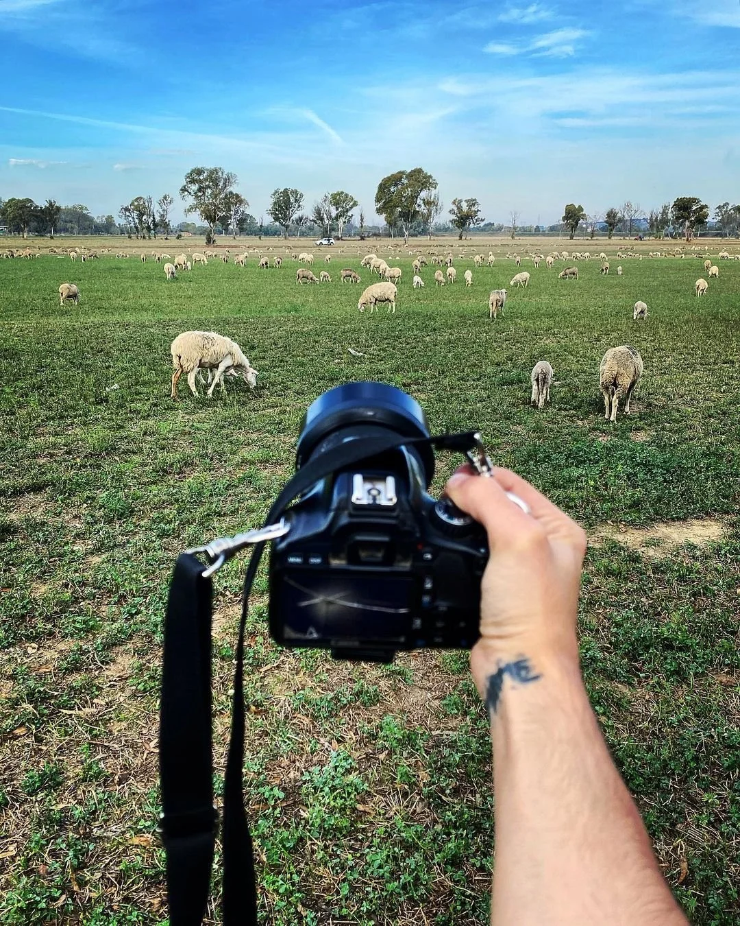 A person holding a camera in a field of grazing sheep, with a clear blue sky and scattered trees in the background.