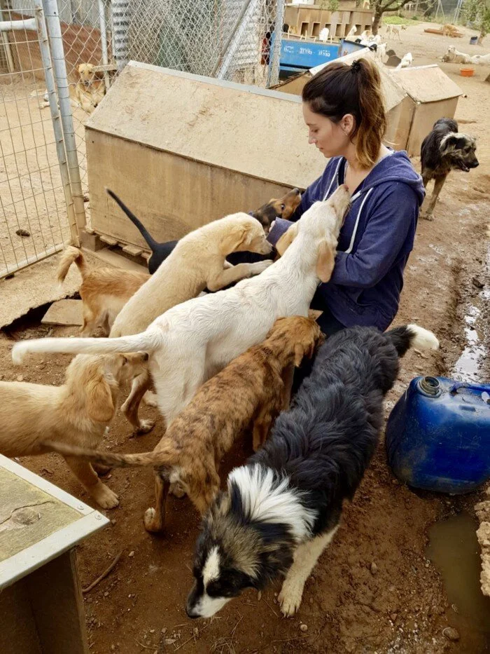 Helping abused dogs find a safe haven……plus four easy ways you can help too….