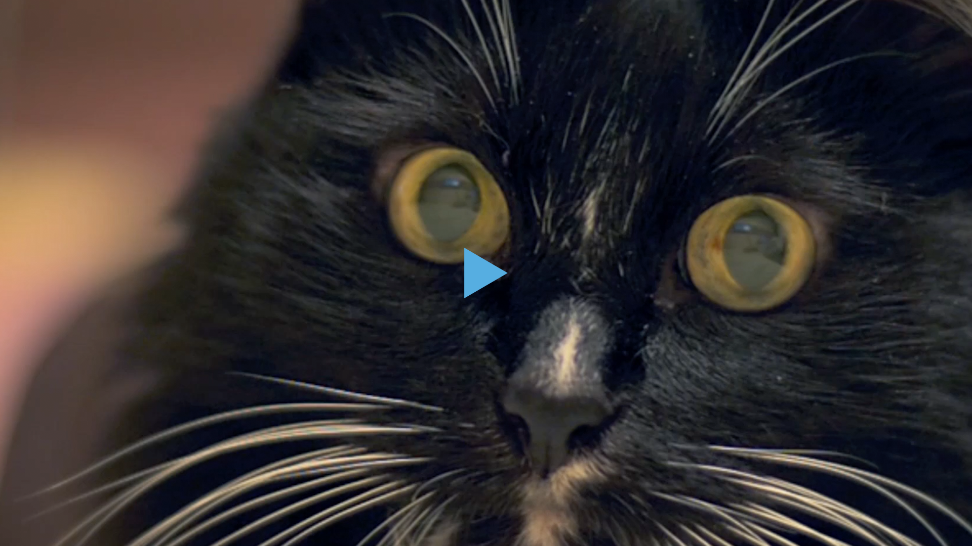 CATS PROTECTION