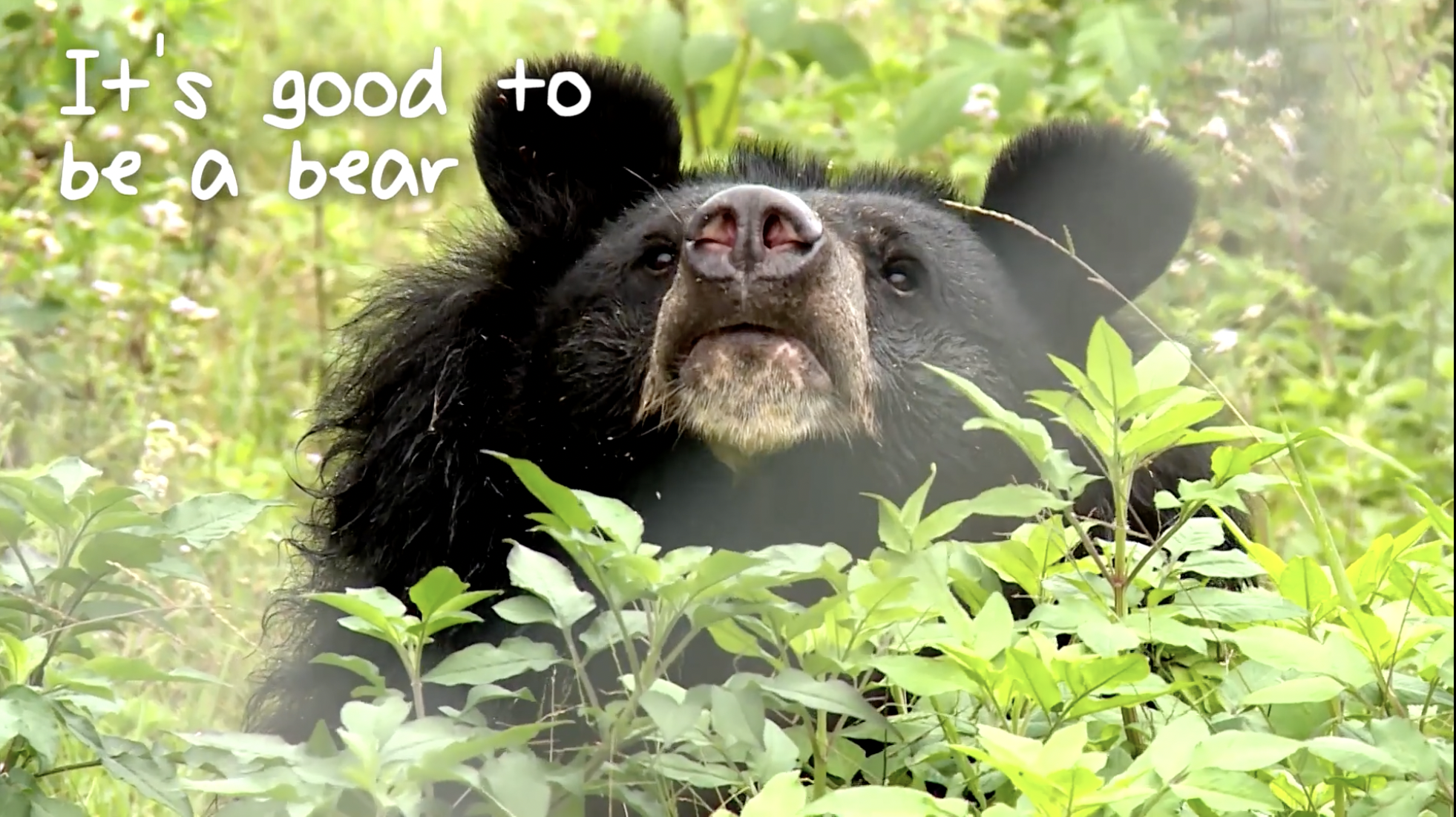 Trust the journey: retaining donors through the power of film