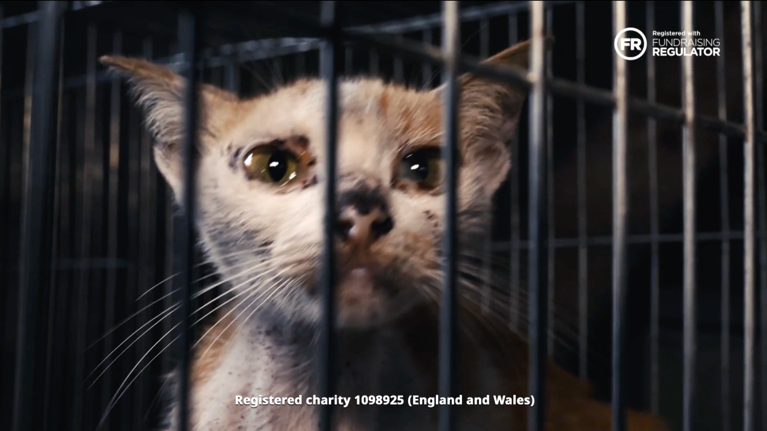 Continuing to grow a successful regular giving programme: Humane World for Animals