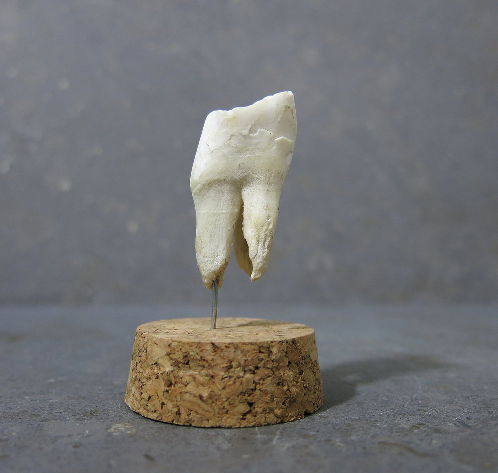 cow+tooth+.jpg