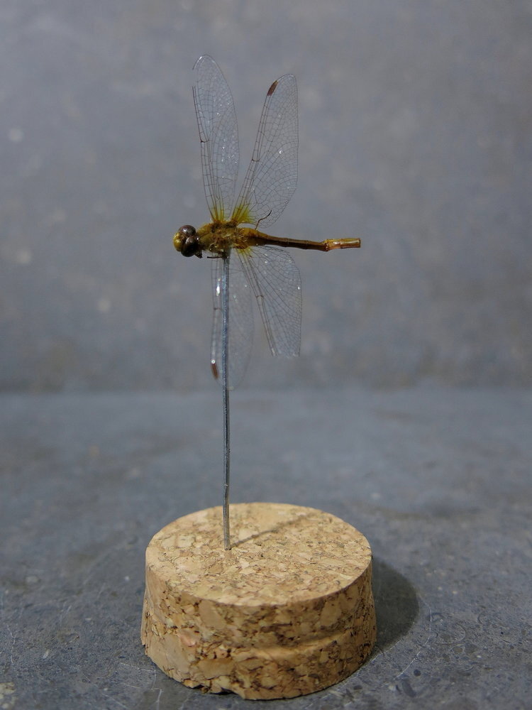 dragonfly.jpg