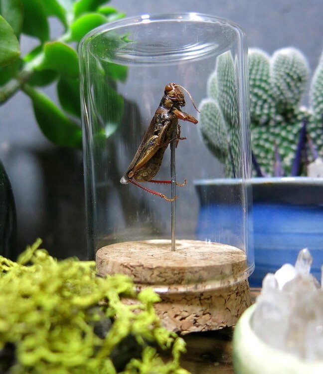 grasshopper%2B1.jpg