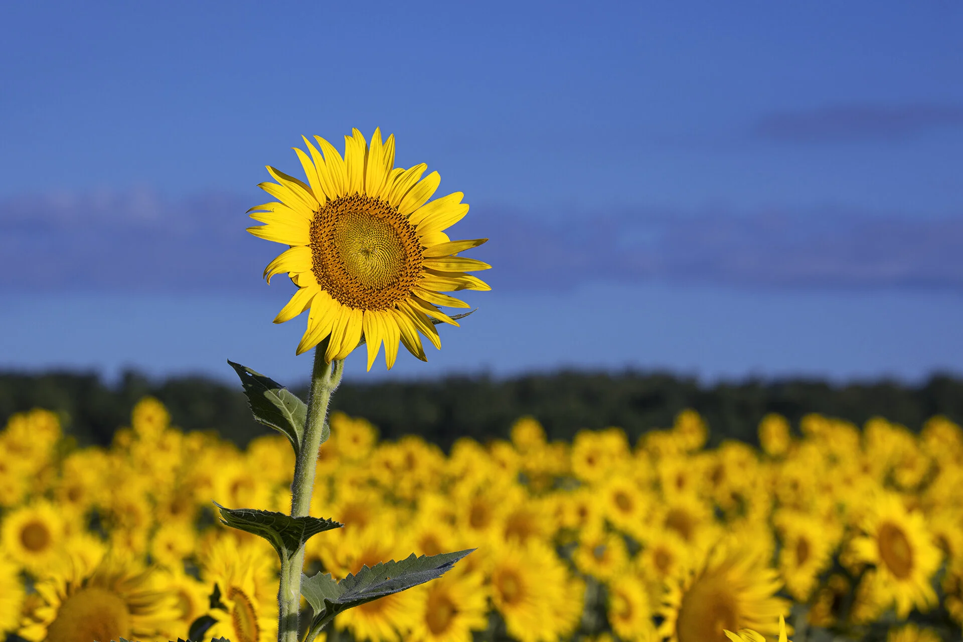 Sunflowers 120720 -221.jpg