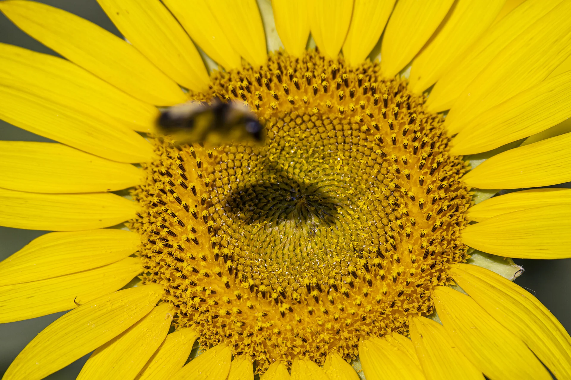 Sunflowers 120720 -321.jpg