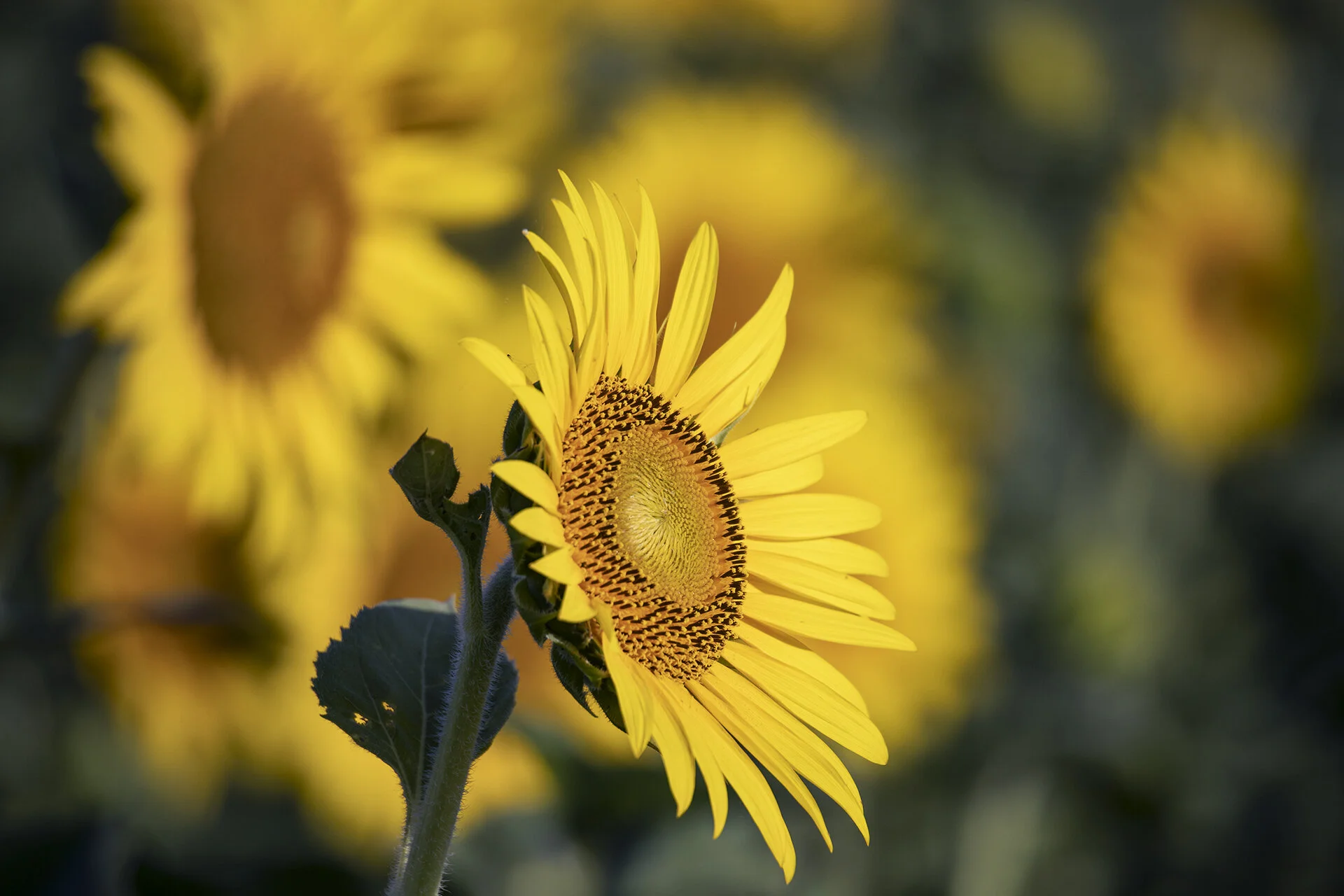 Sunflowers 120720 -108.jpg