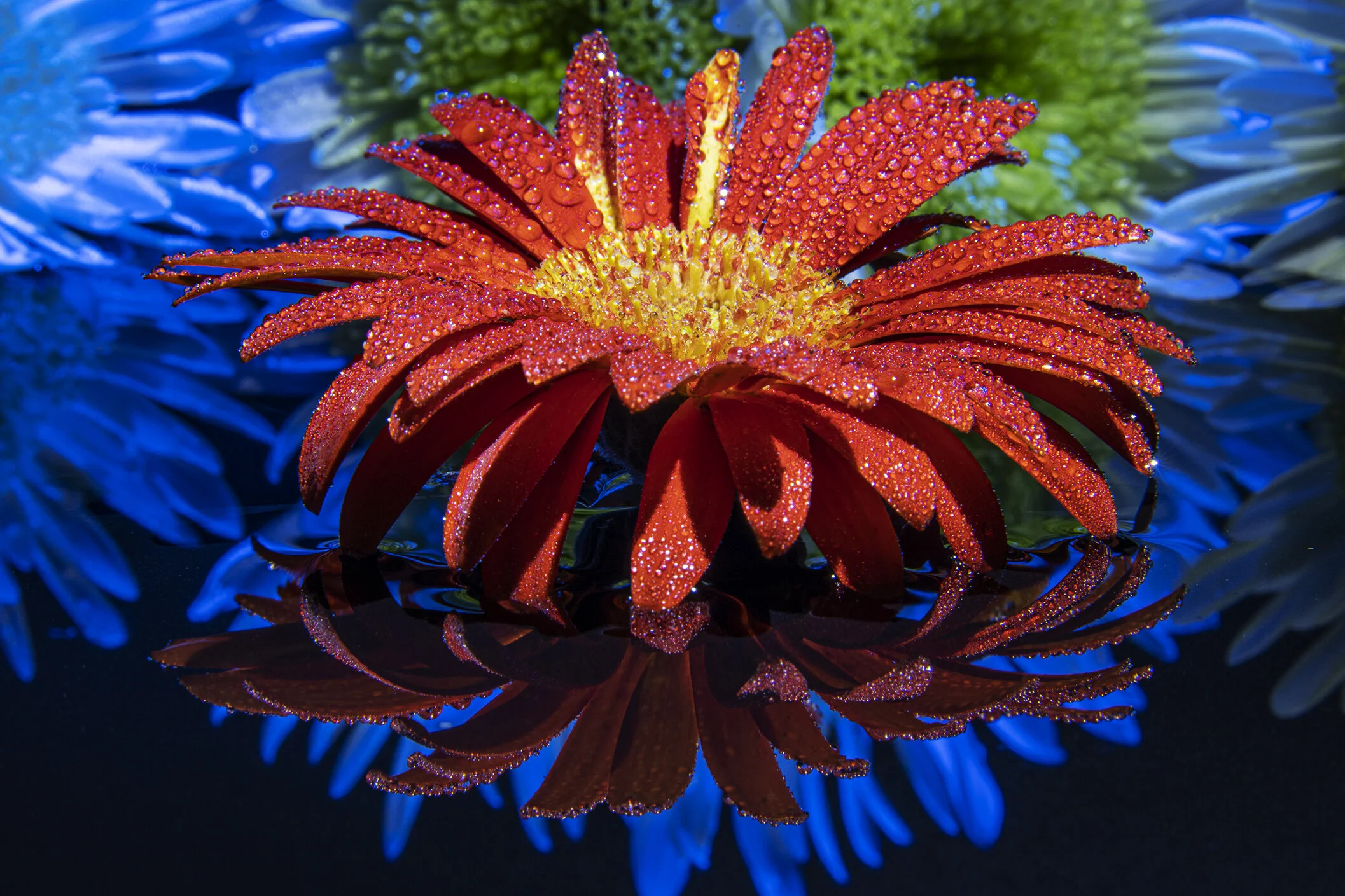 Macro 240620-15.jpg