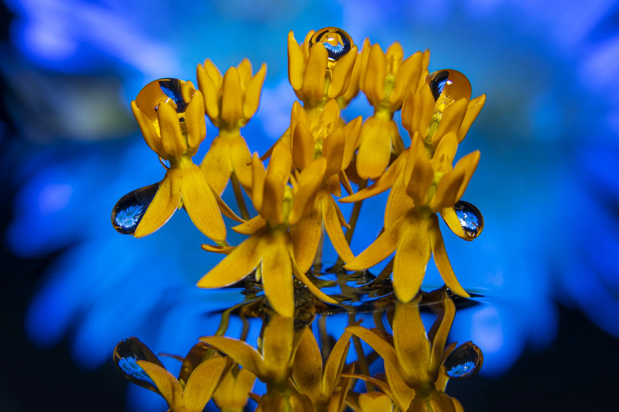 Macro 240620-2.jpg
