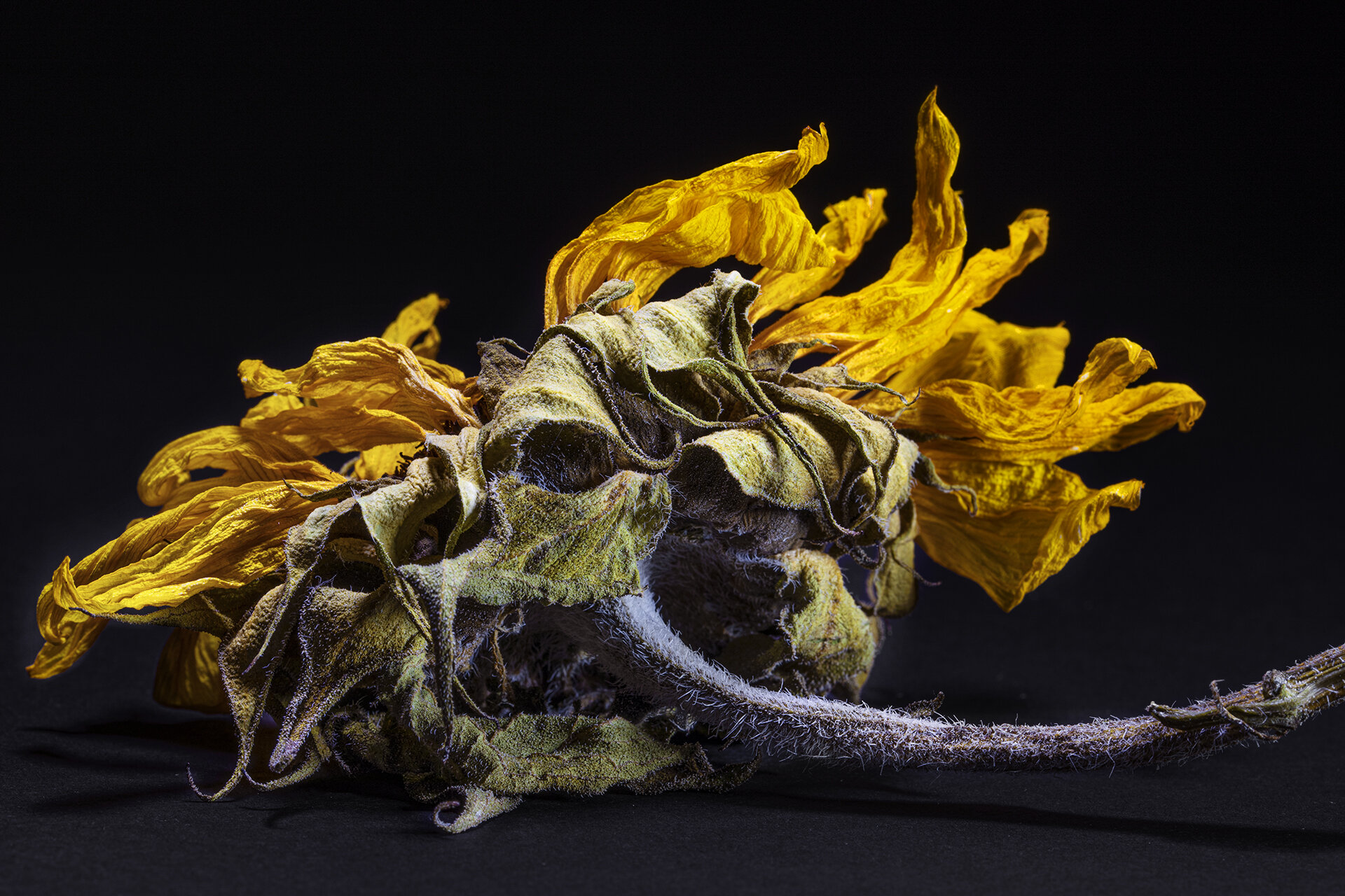 Dead Flowers Macro 080720_.jpg