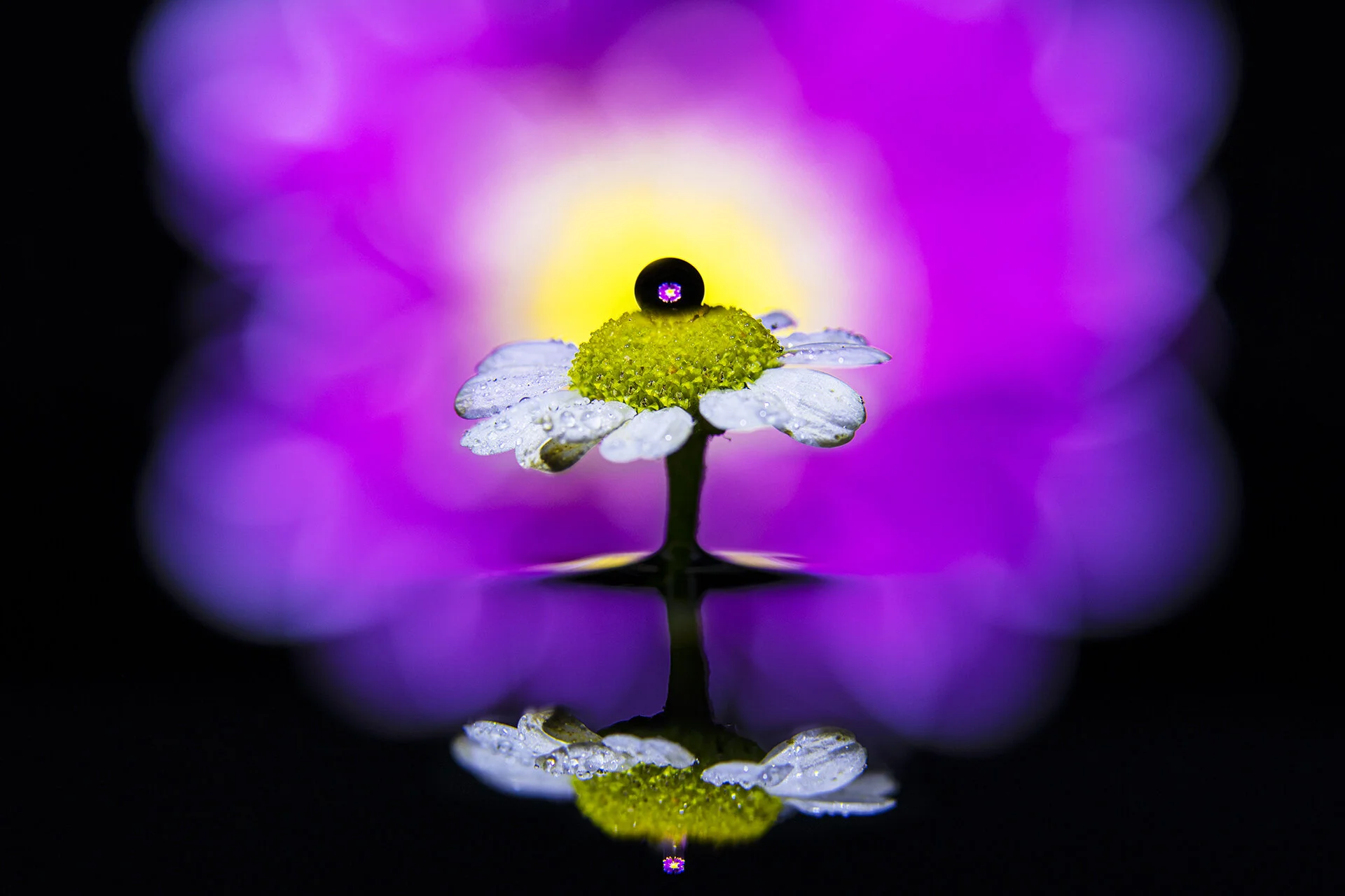 Macro 2 170620.jpg