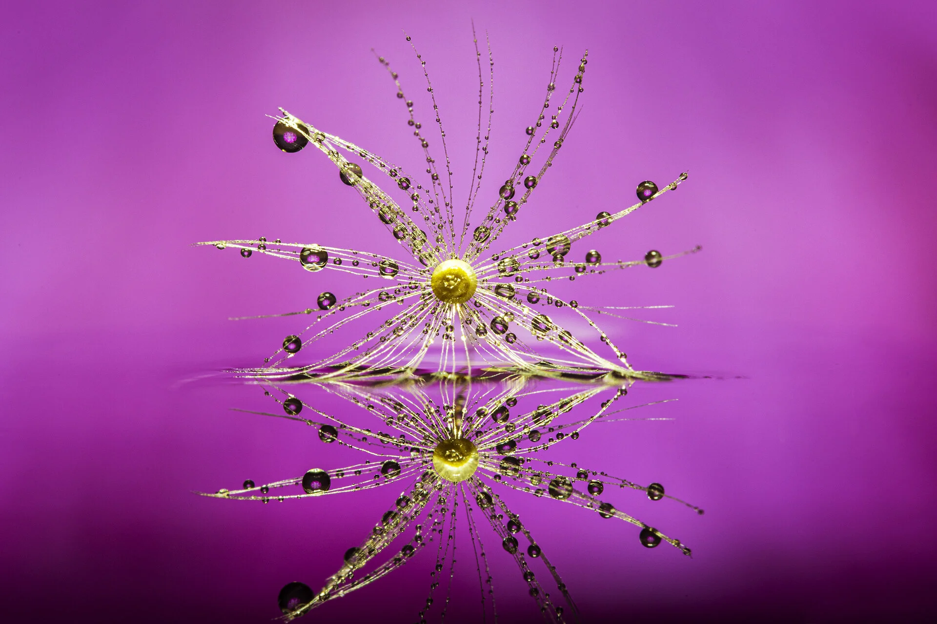 Macro Dandy 050320_-16.jpg