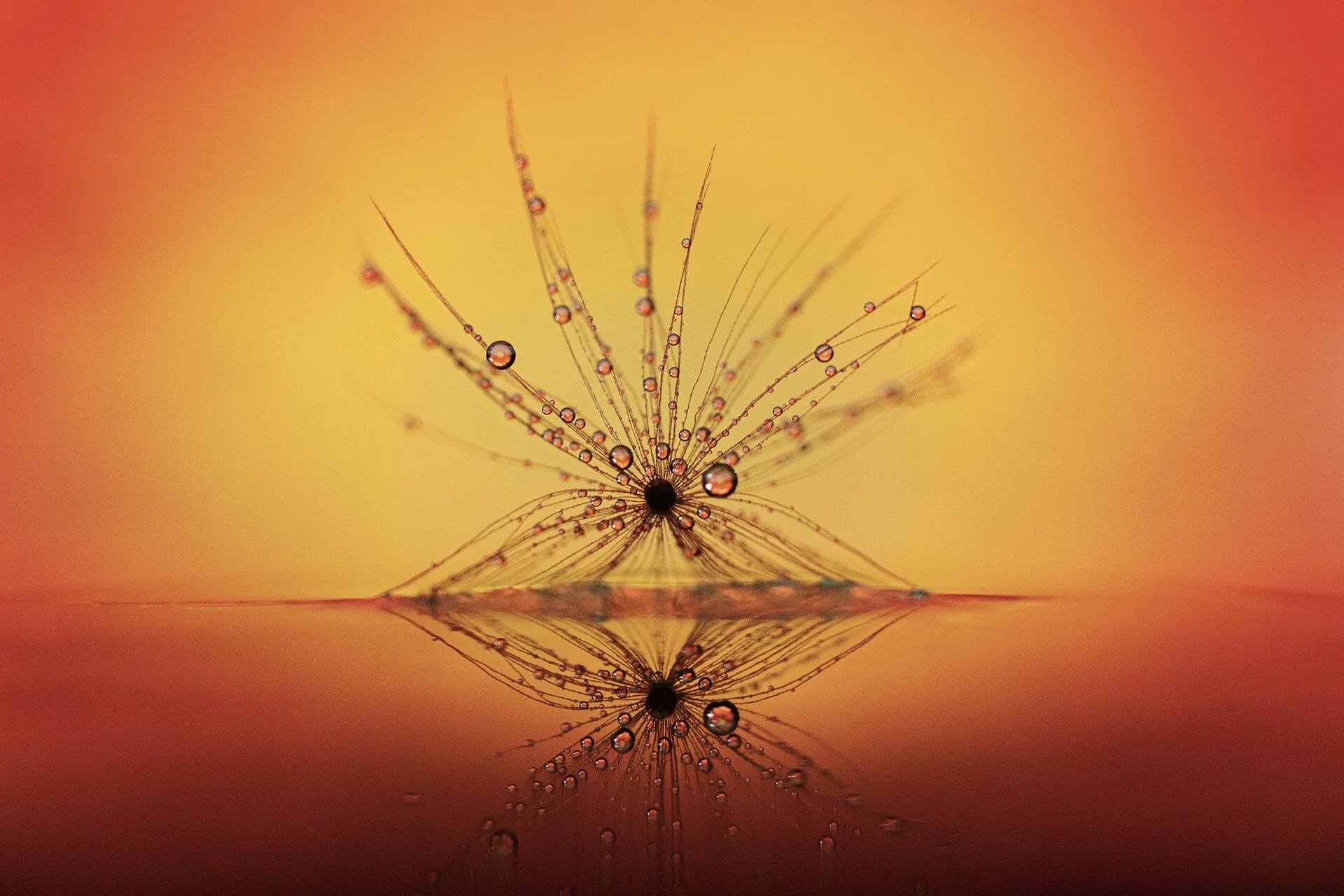 Macro Dandy 2 042620 _-7.jpg