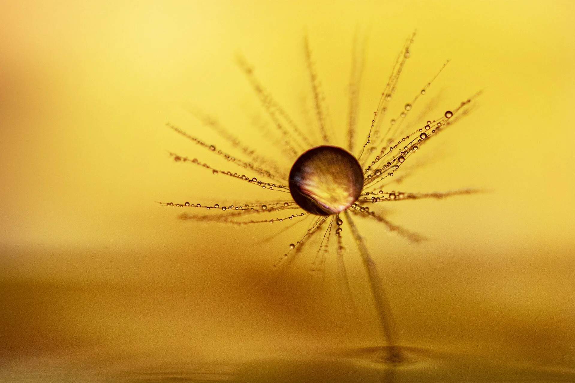 Macro Dandy 2 042620 _-17.jpg