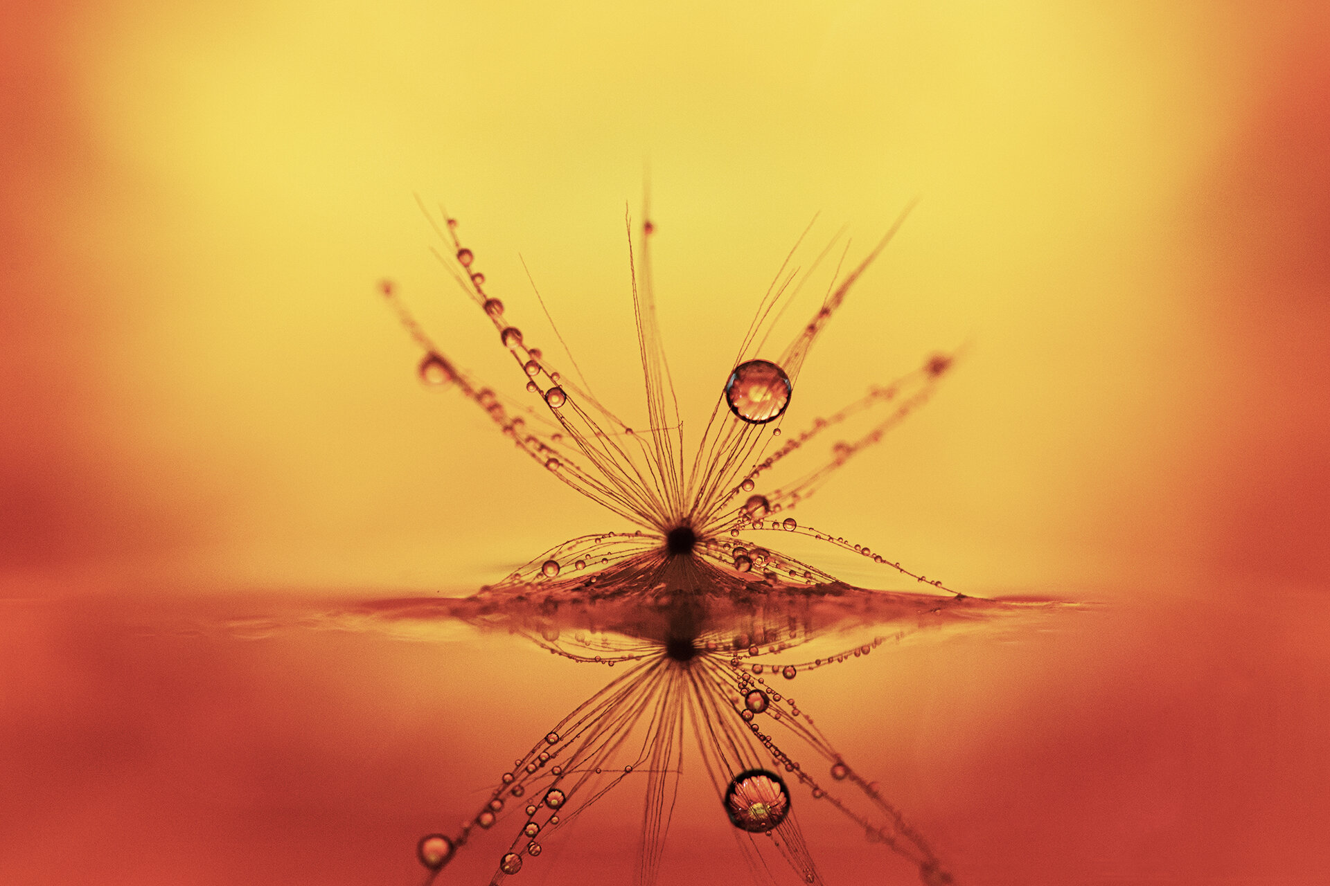 Macro Dandy 2 042620 _-9.jpg