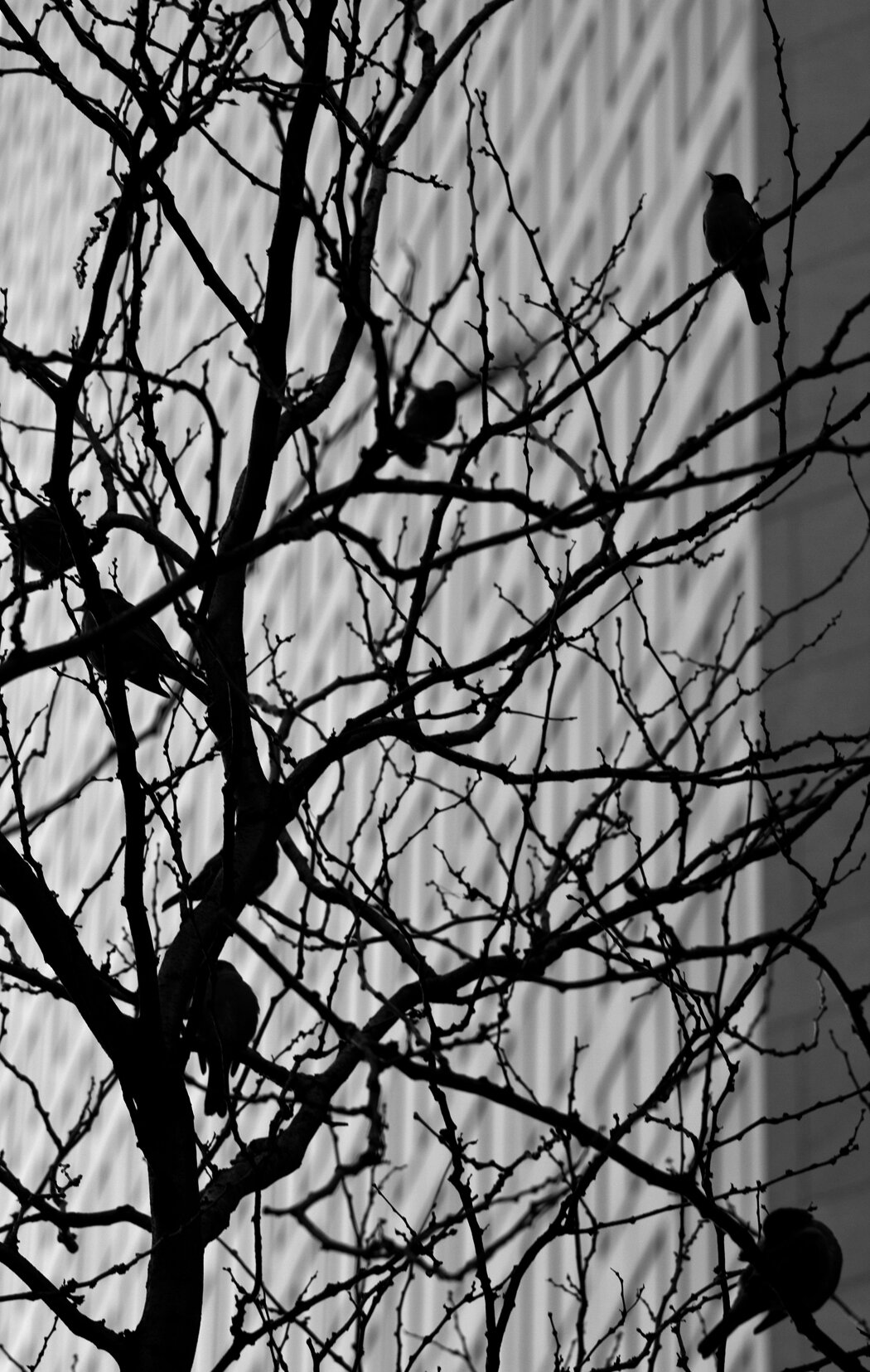 STL_Jan27_072.jpg