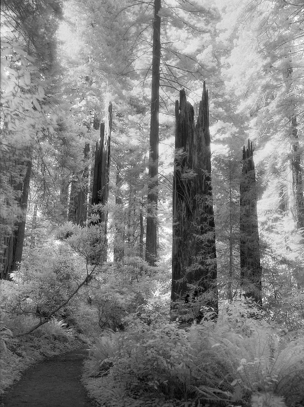 RedWoods 1.jpg