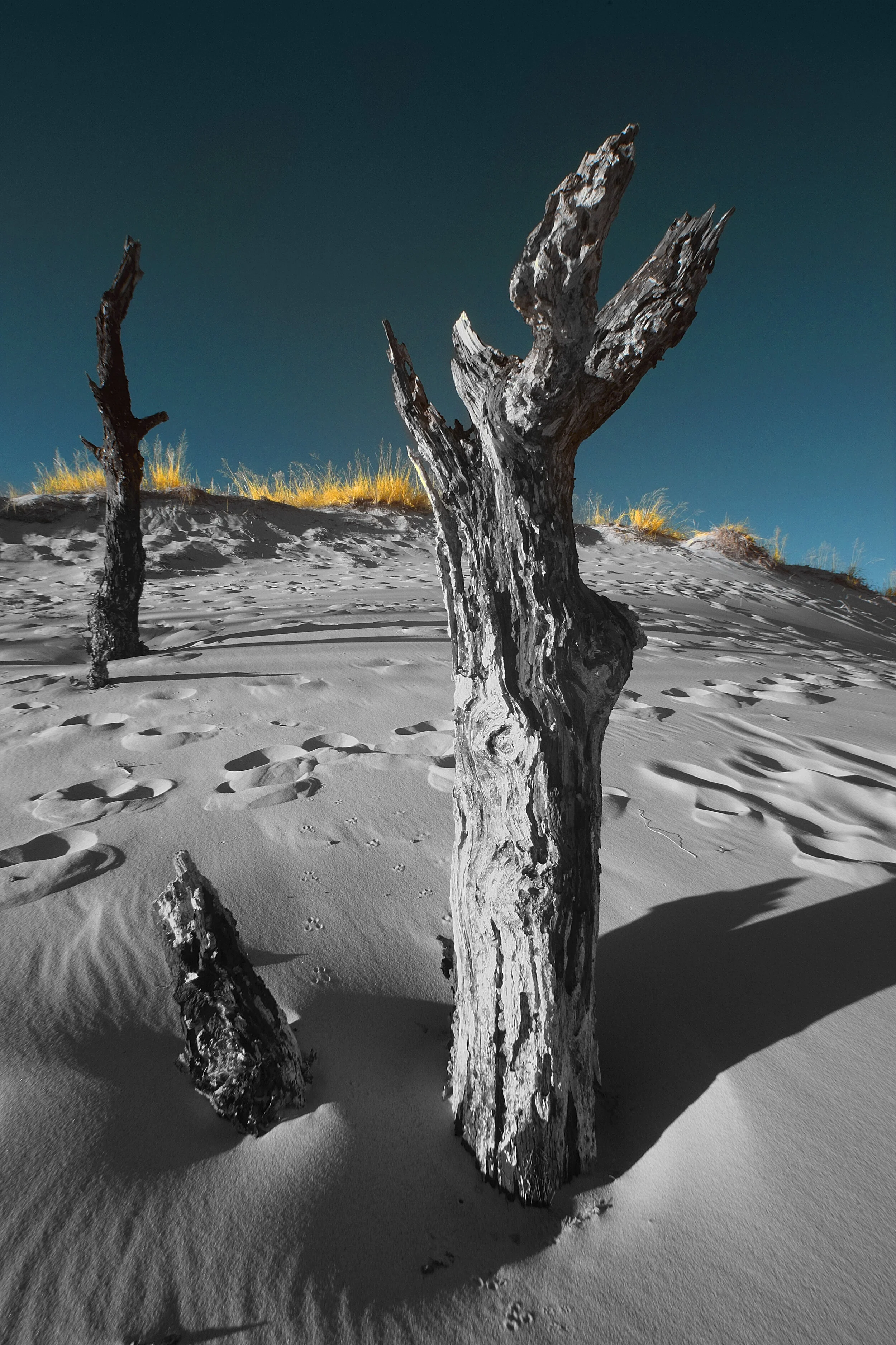Lundinton Trees in IR.jpg