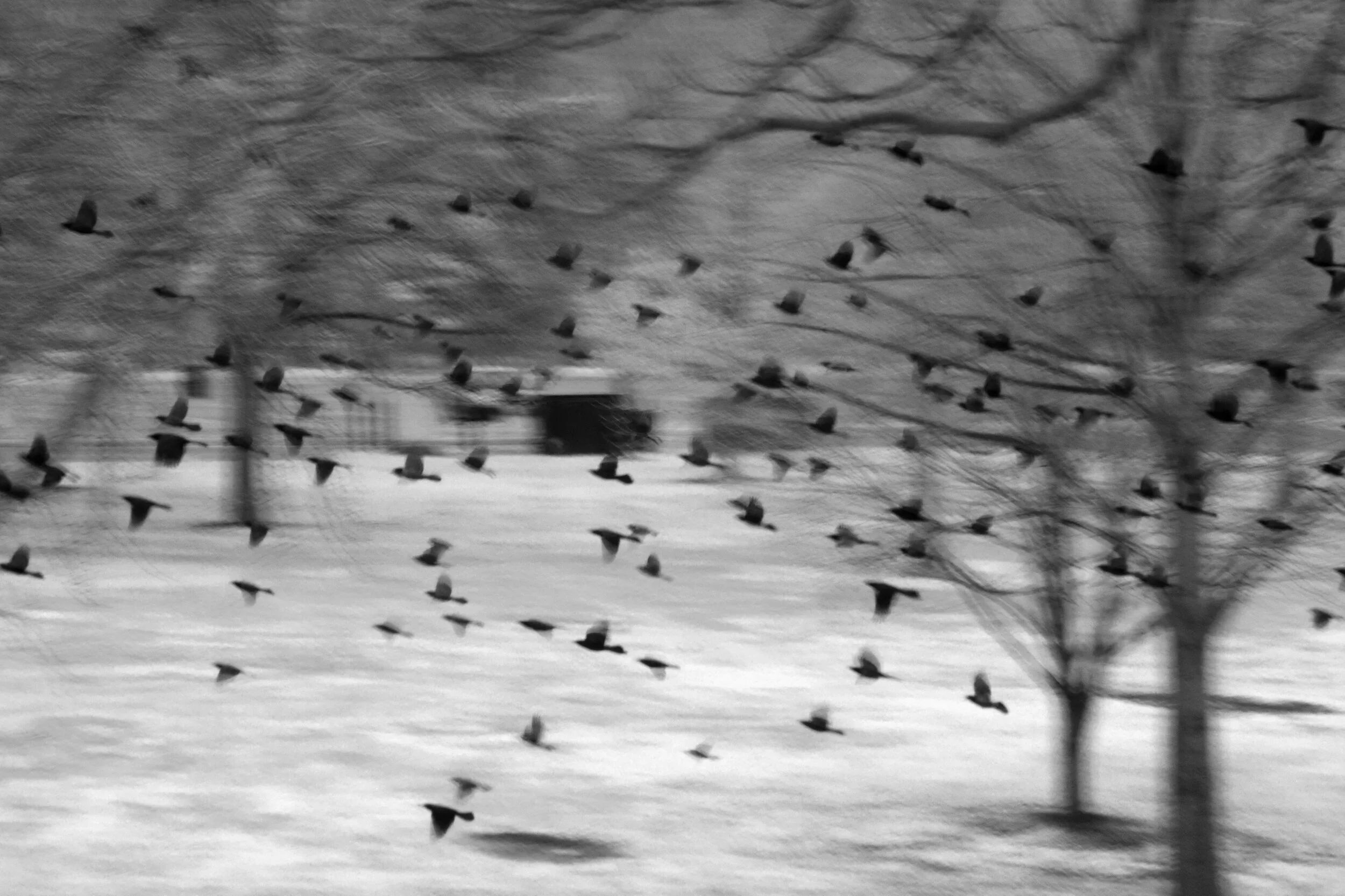 Flight of the IR Birds.jpg