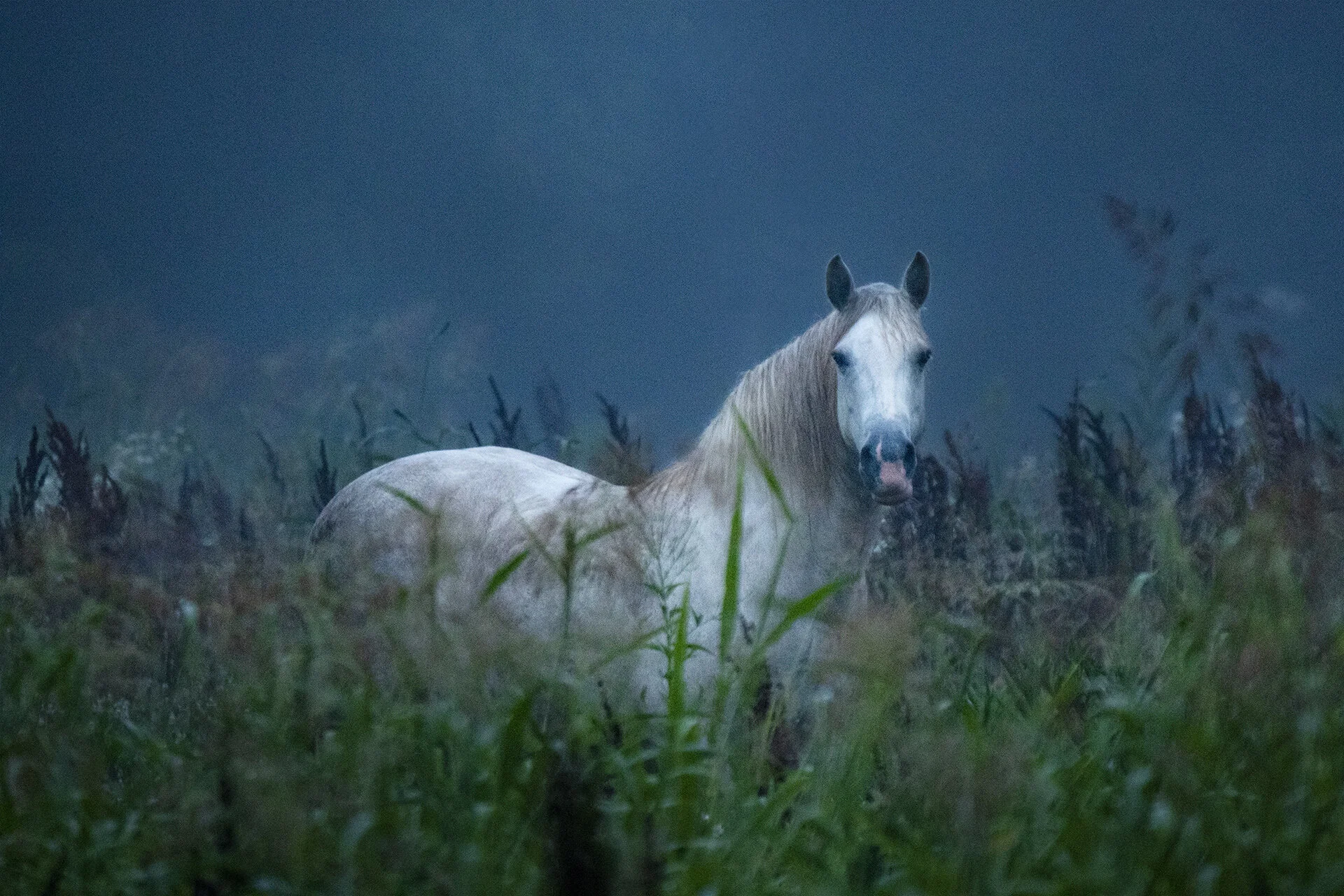 Wild Horses 6.29.19 453.jpg