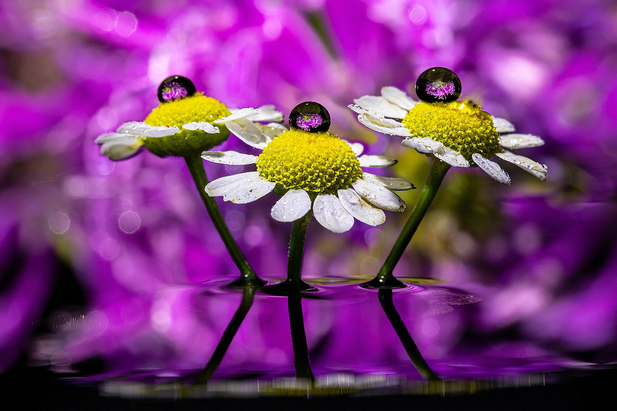Macro 1 170620.jpg