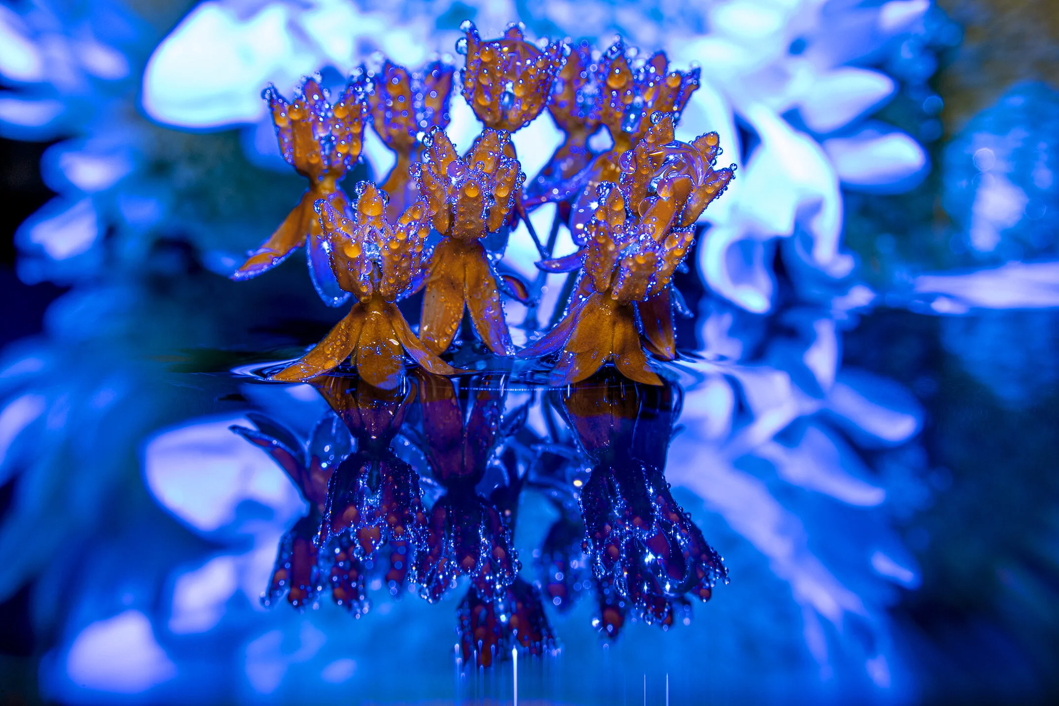 Macro 240620-10.jpg