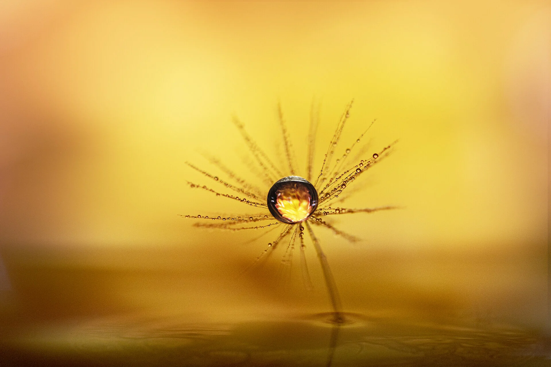 Macro Dandy 2 042620 _-17 V2 sm.jpg