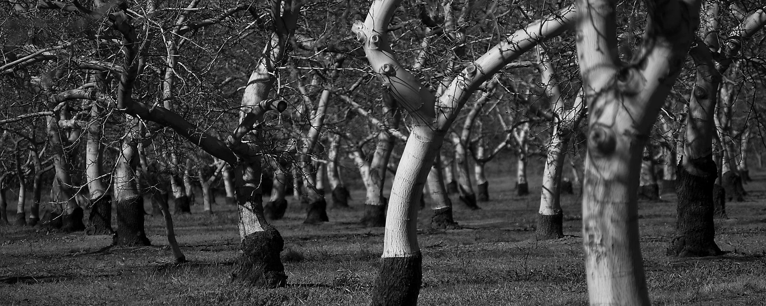 trees_BW.jpg