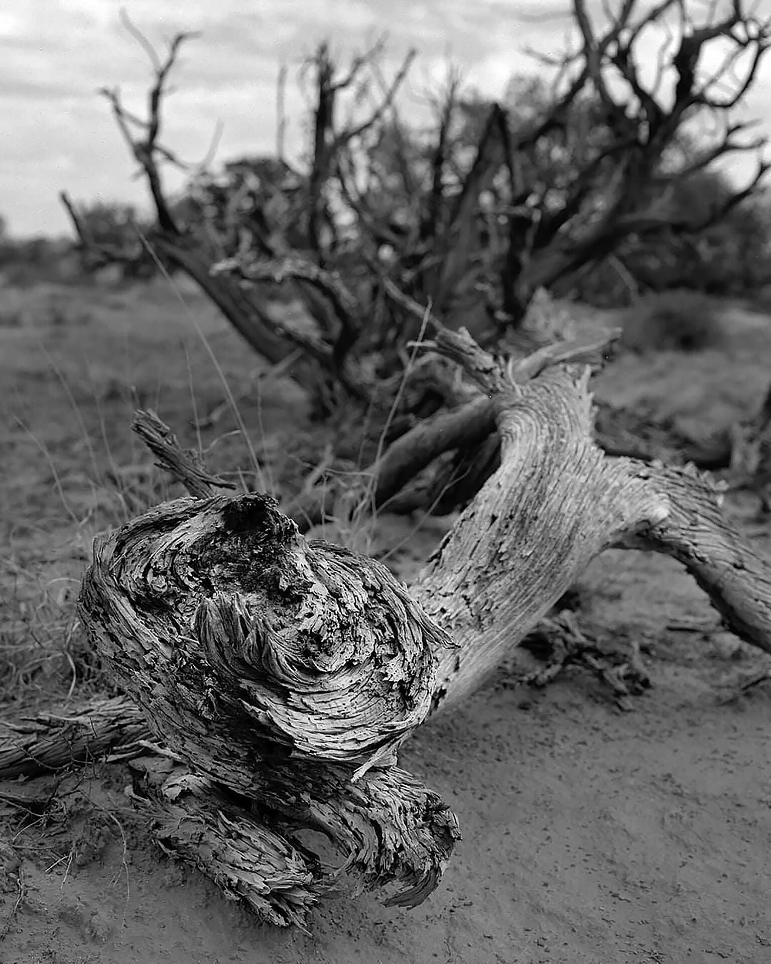 Old tree in Canyonland_film Website.jpg