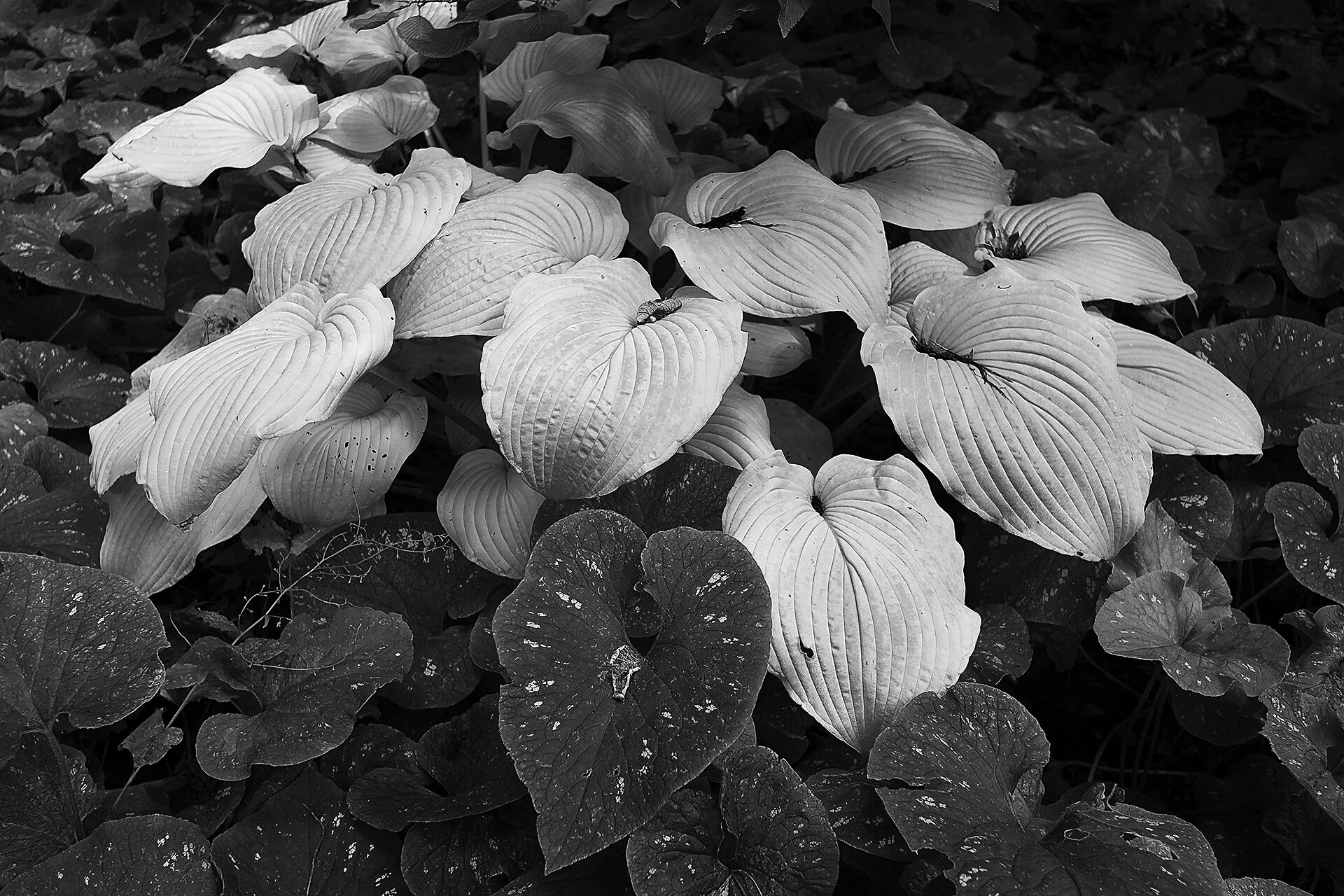 MoBot Fuji 020820-54.jpg