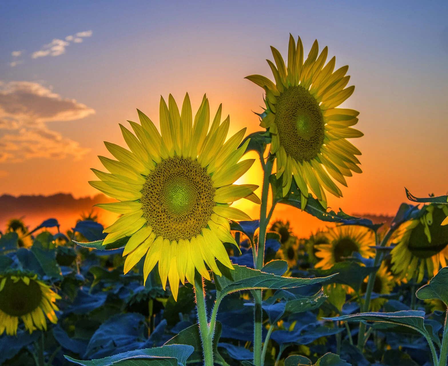 Sunflower Fuji 060820 23.jpg